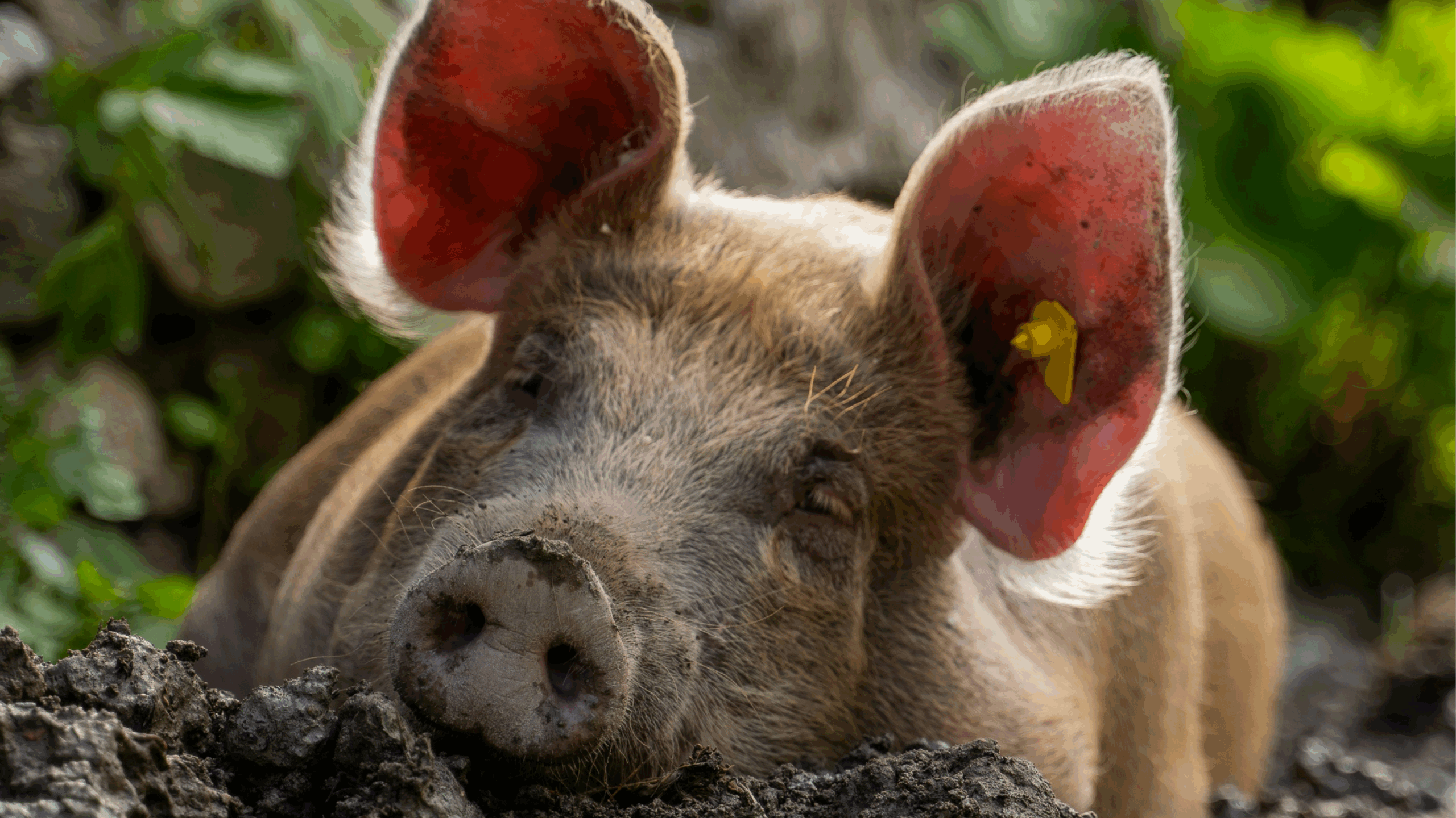 33. Porculuce